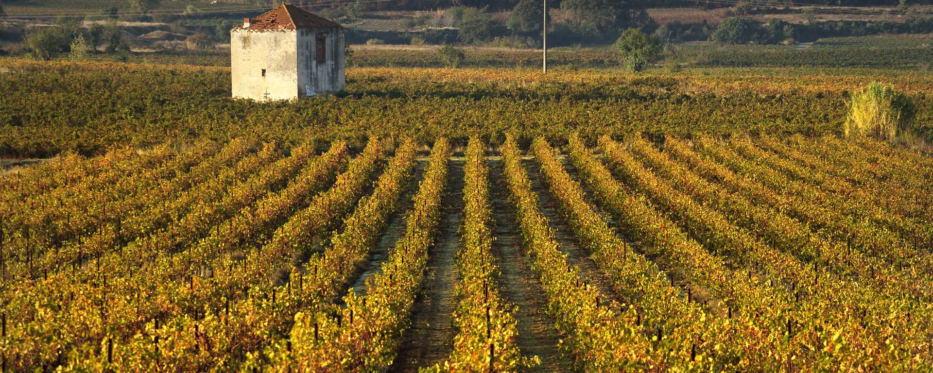 Mazet et vignes Cotes de Thongue ©G.Souche