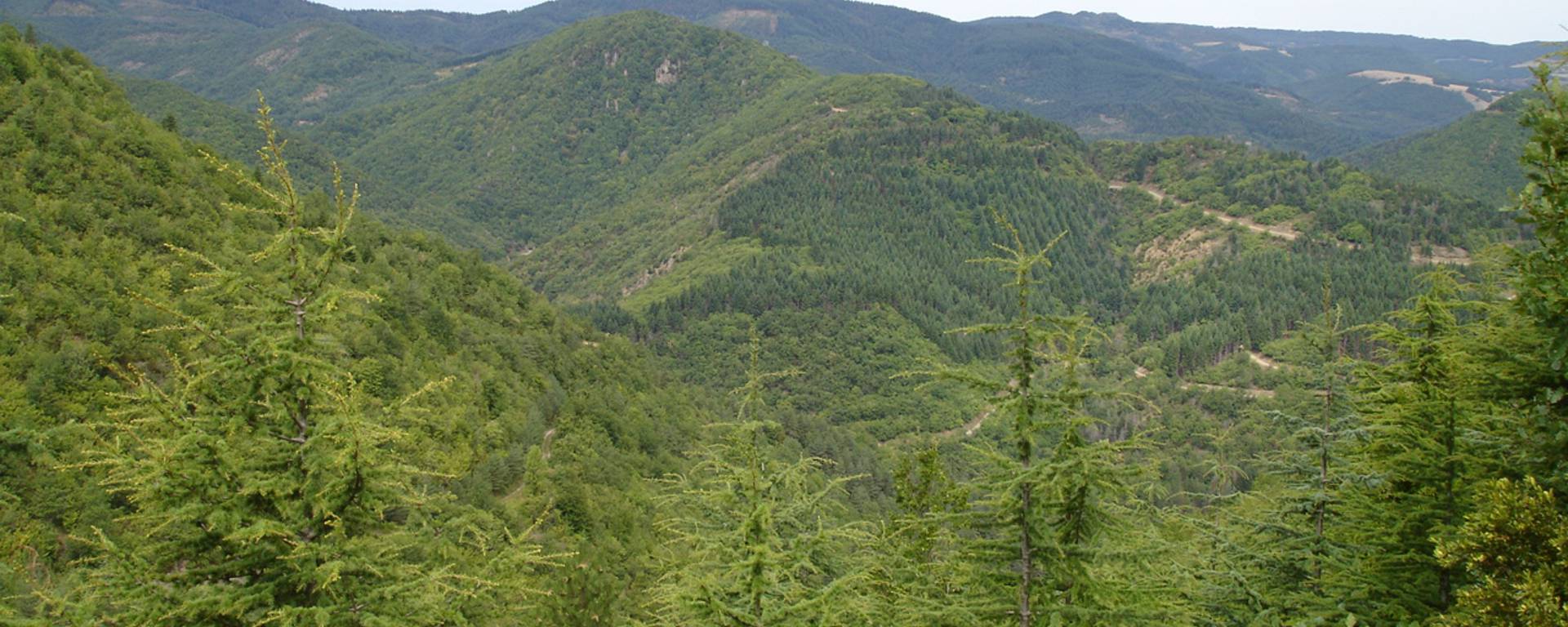 Forêts autour d'Avène ©S.Herpson