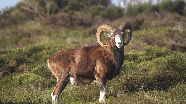 Mountain goat