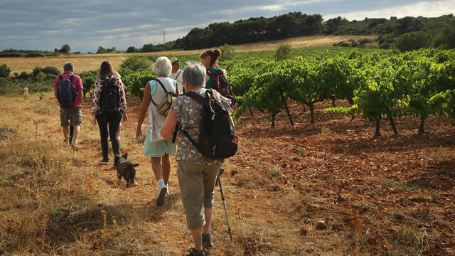 Vignobles et Découvertes ©G.Souche