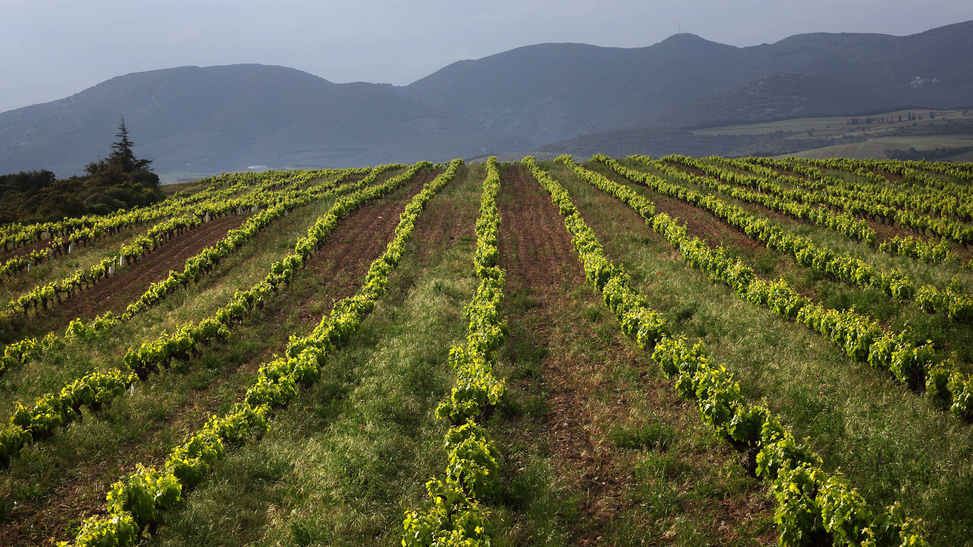 The Faugères vineyards @G.Souche