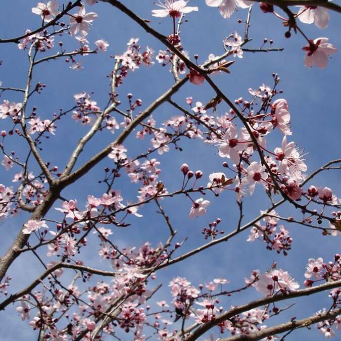 Cerisier en fleurs ©S.Herpson