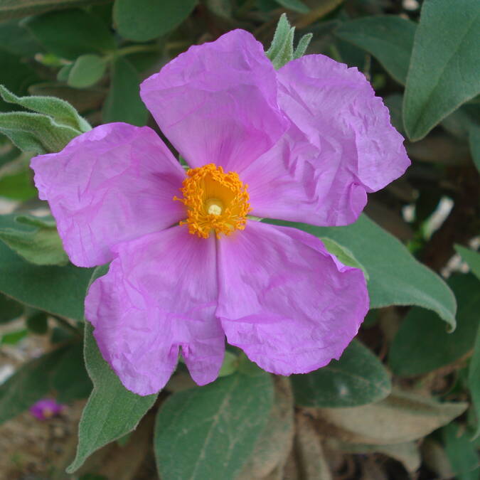 Fleur de Ciste ©AM.Soler