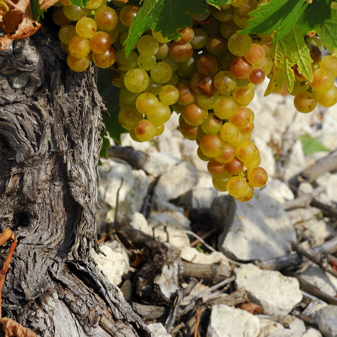 Vignes growing in the Pays d'Art et d'Histoire Haut Languedoc et Vignobles