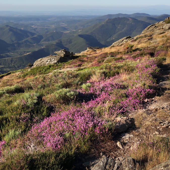 plateau du Caroux