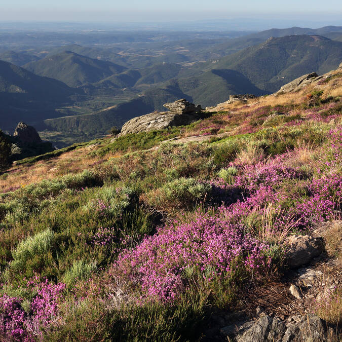 Plateau of Caroux-bruyère